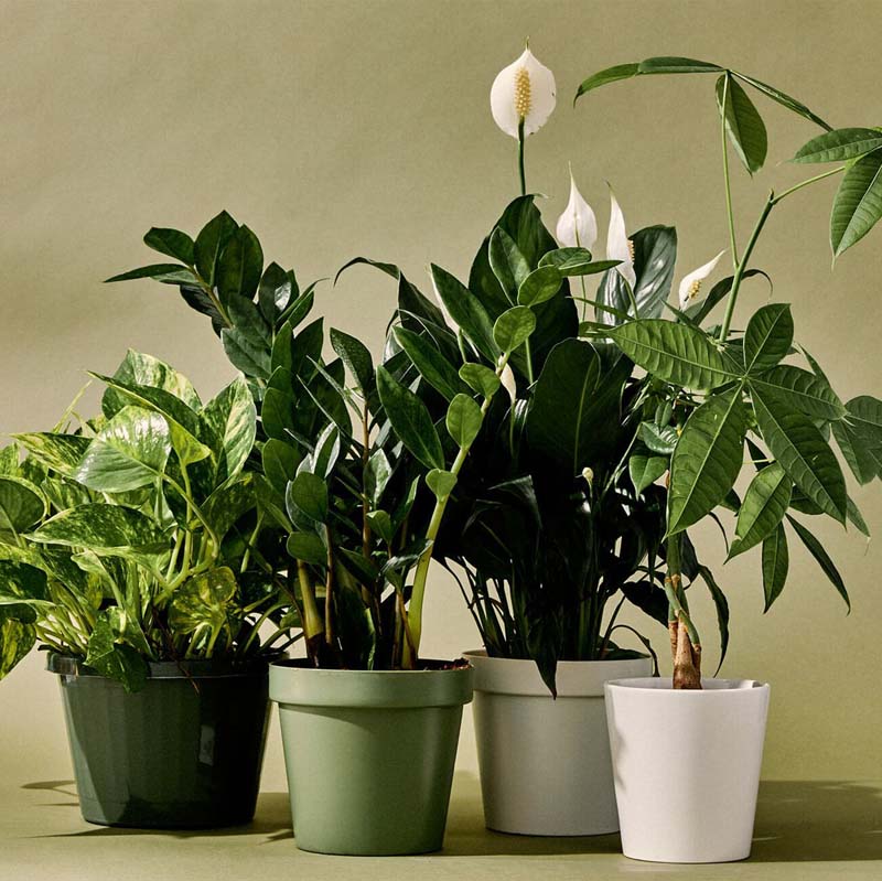 10-Best-Indoor-Plants-Gear-Patrol-lead-full