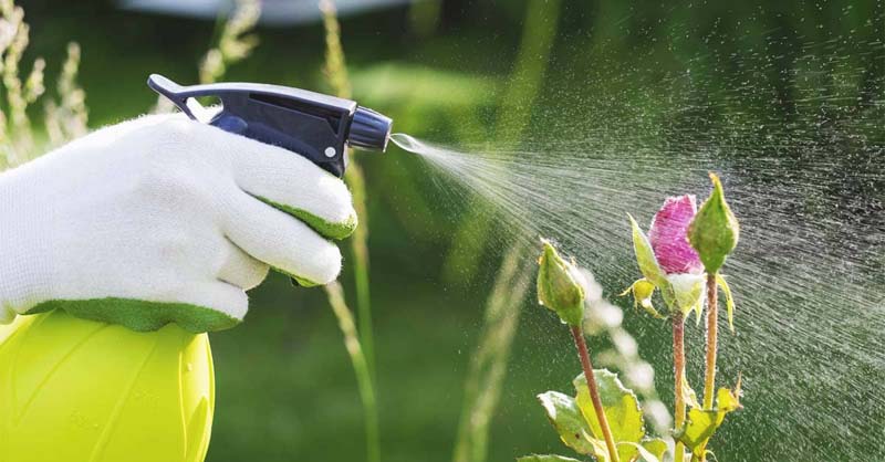 6-Easy-Homemade-Pesticides-That-Really-Work-FB