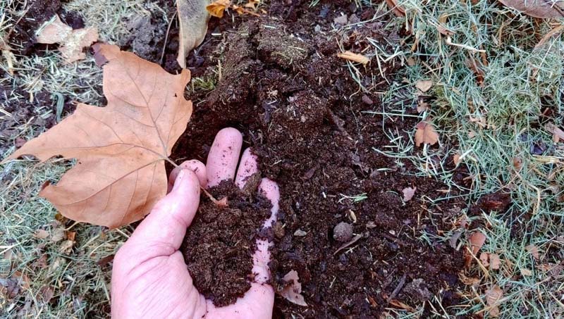 How-To-Compost-Leaves-And-Make-Quick-And-Easy-Leaf-Mould