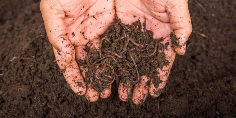 What_is_vermicomposting-358708