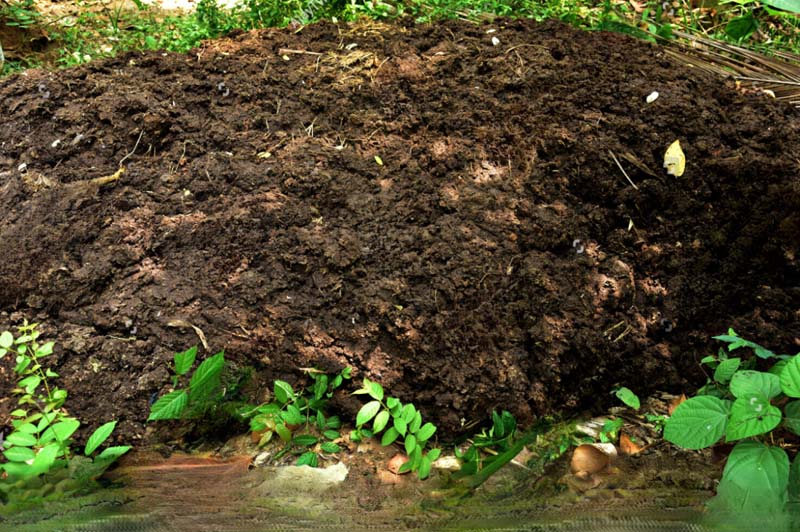 stock-photo-heap-of-cow-dung-in-the-farm-manure-for-the-crops-1028481694_1681368305894