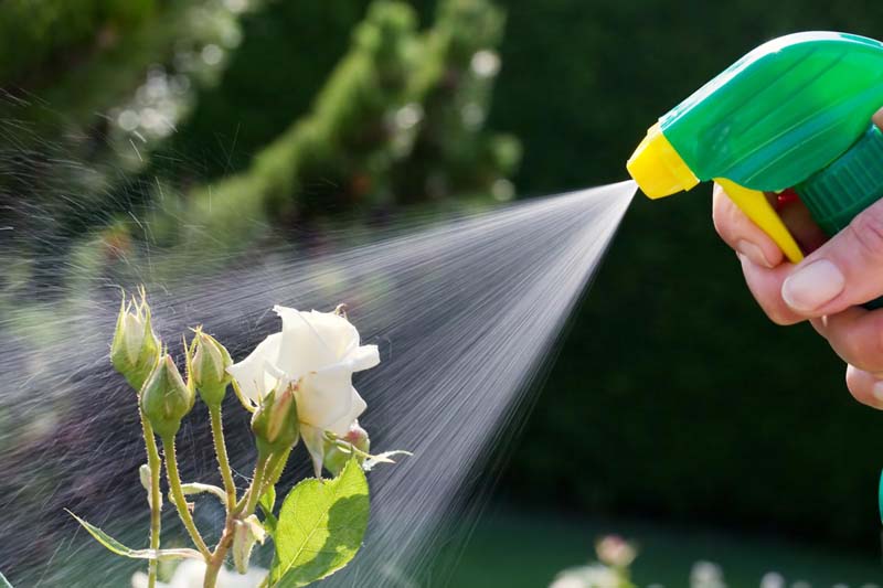 vegetable-garden-insecticide-spray