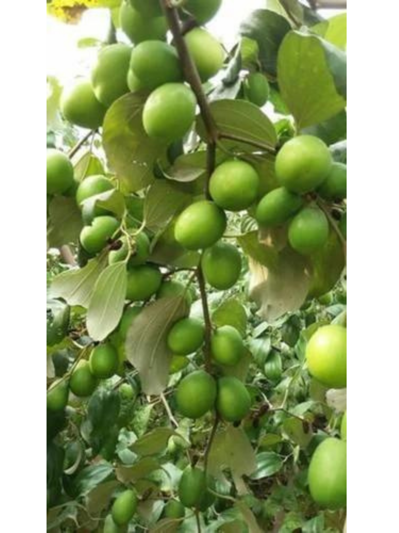 Green apple ber (2)