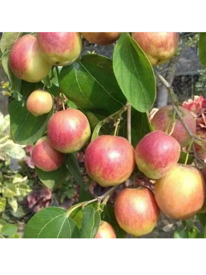 Miss India apple ber