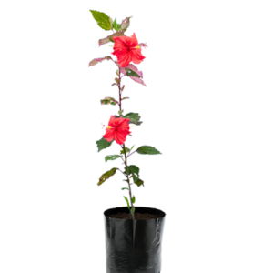 Hibiscus (Hybrid) - Image 3