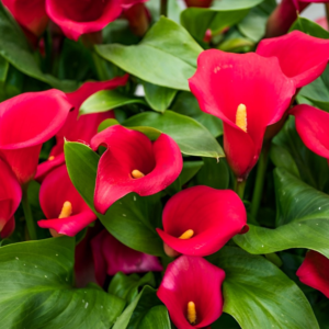 Calla Lily (Red) - Image 3