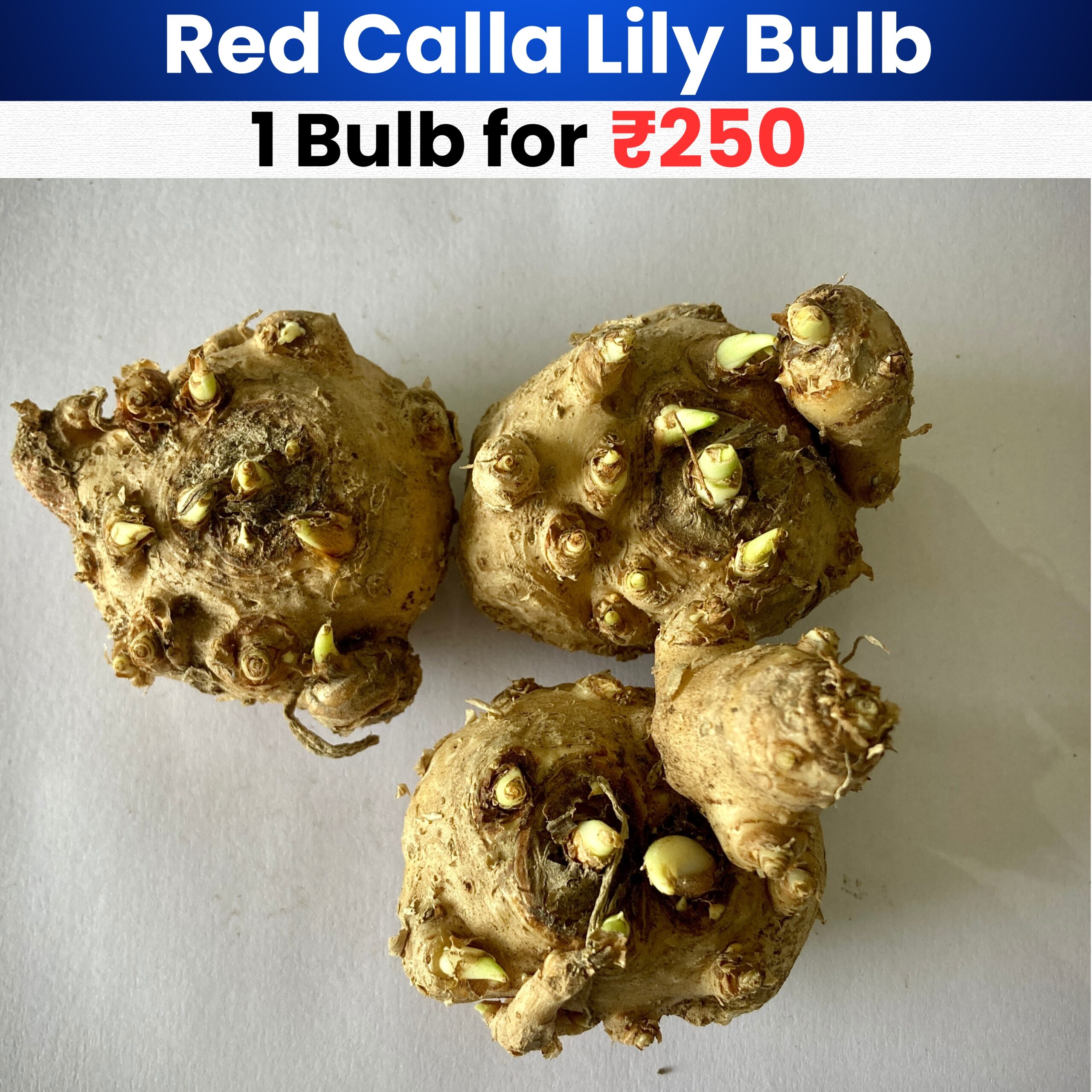Red Calla Lily Bulb