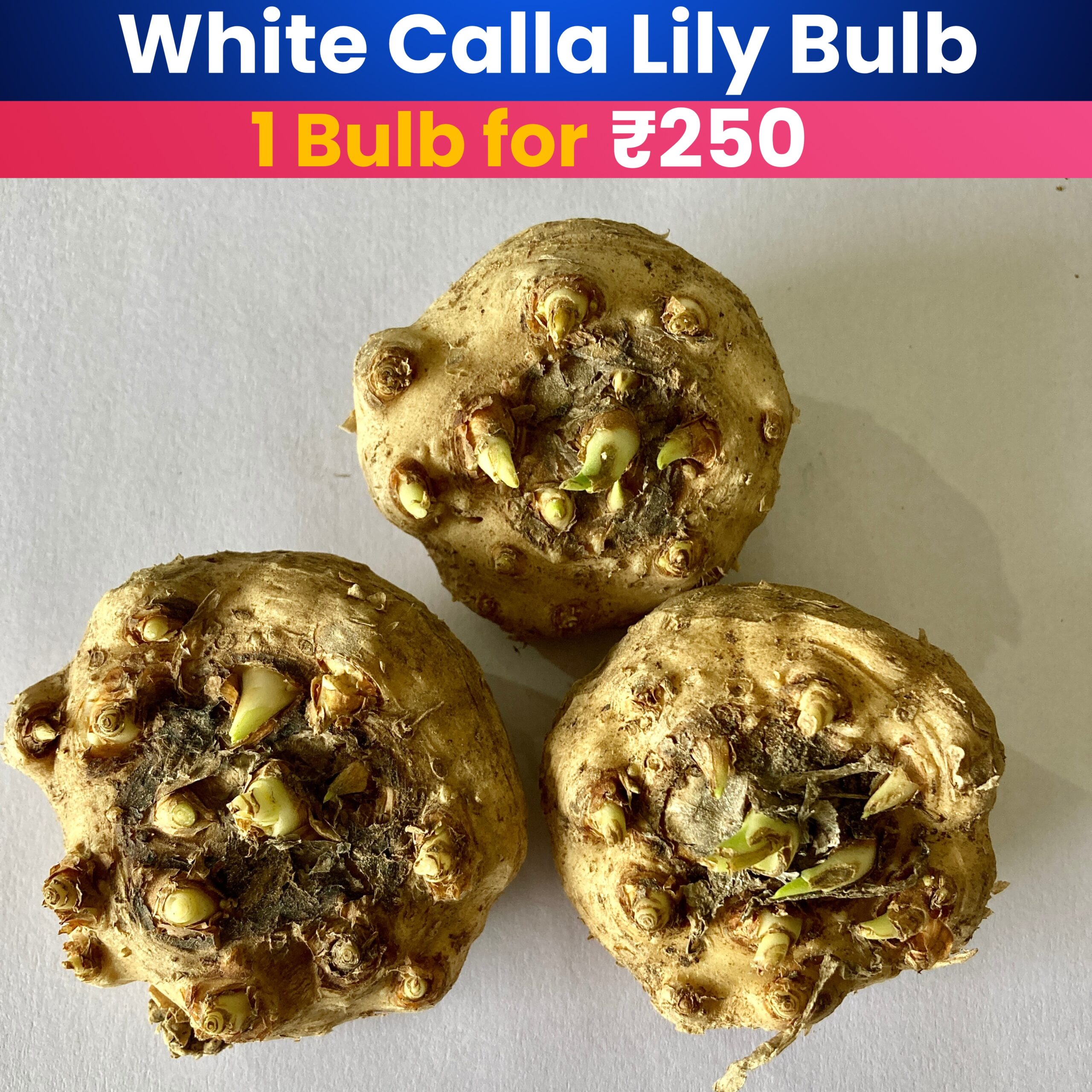 White Calla Lily Bulb