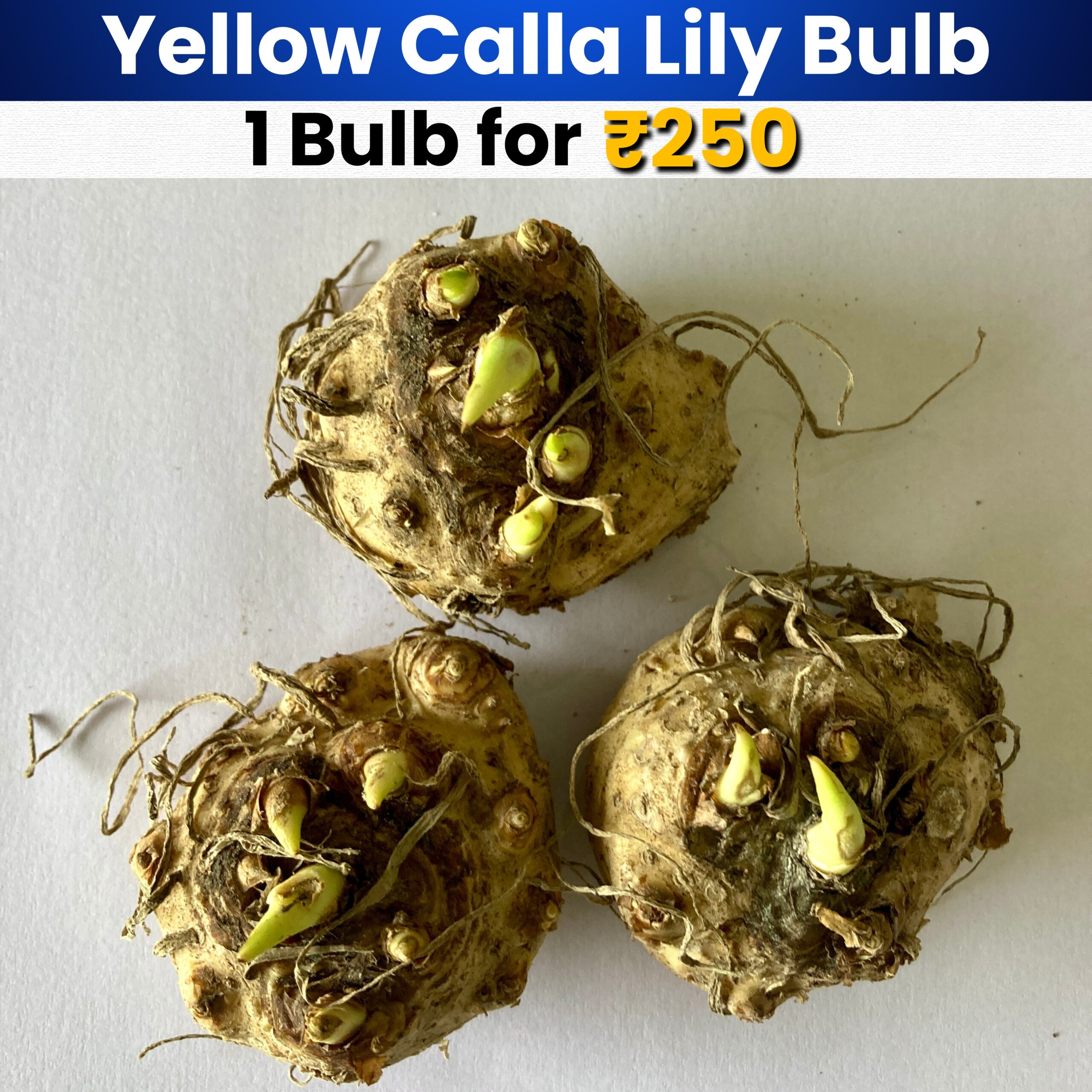 Yellow Calla Lily Bulb