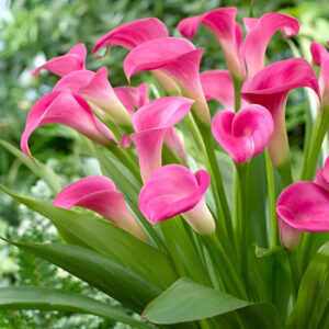 Calla Lily(Pink) - Image 3