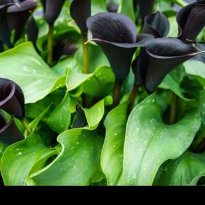 Calla Lily(Black) - Image 3