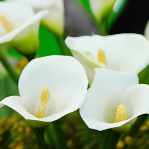 Calla Lily(White) - Image 3