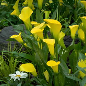 Calla Lily(Yellow) - Image 3